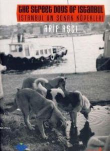 İstanbul'un Sokak Köpekleri